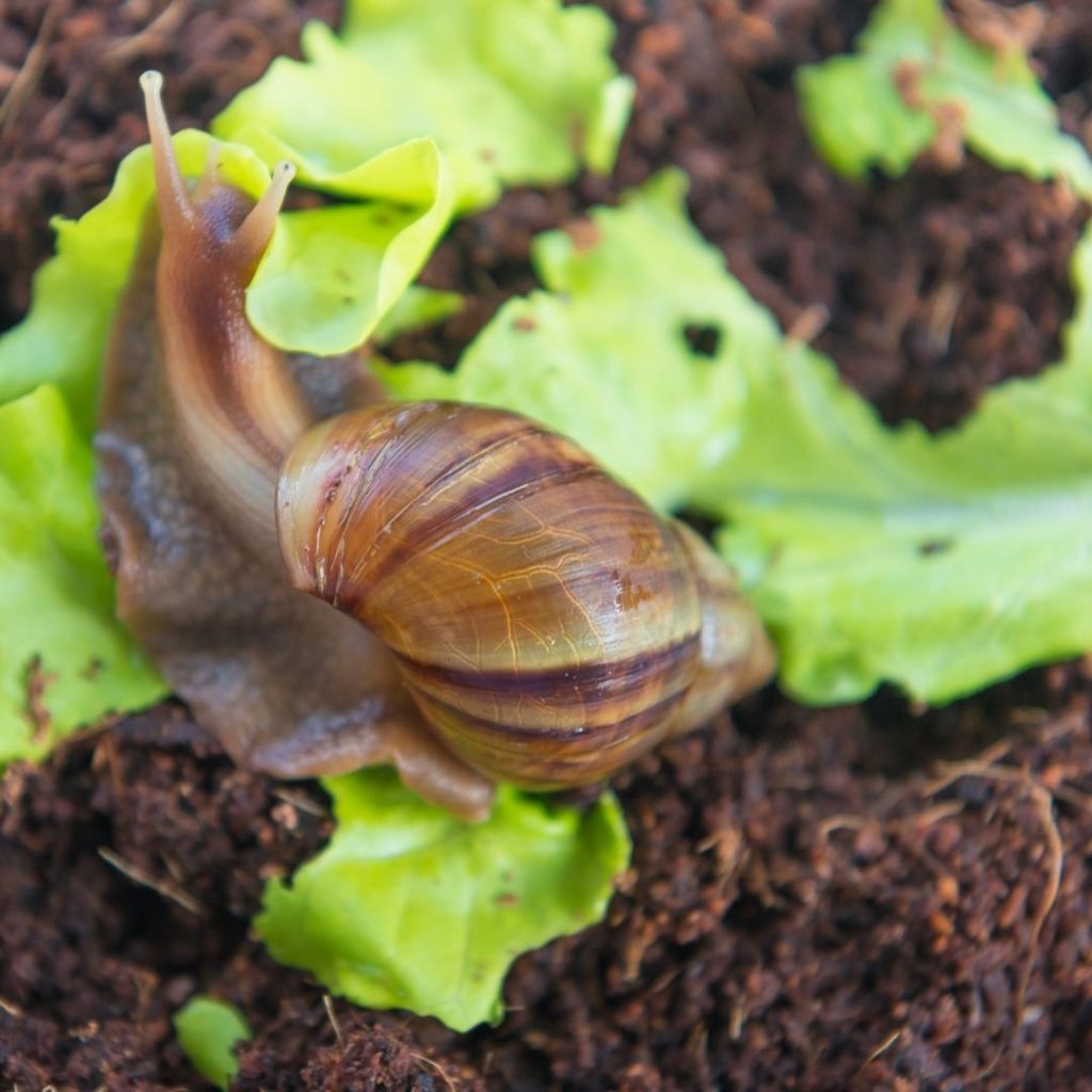 How To Stop Snails Eating Flowers